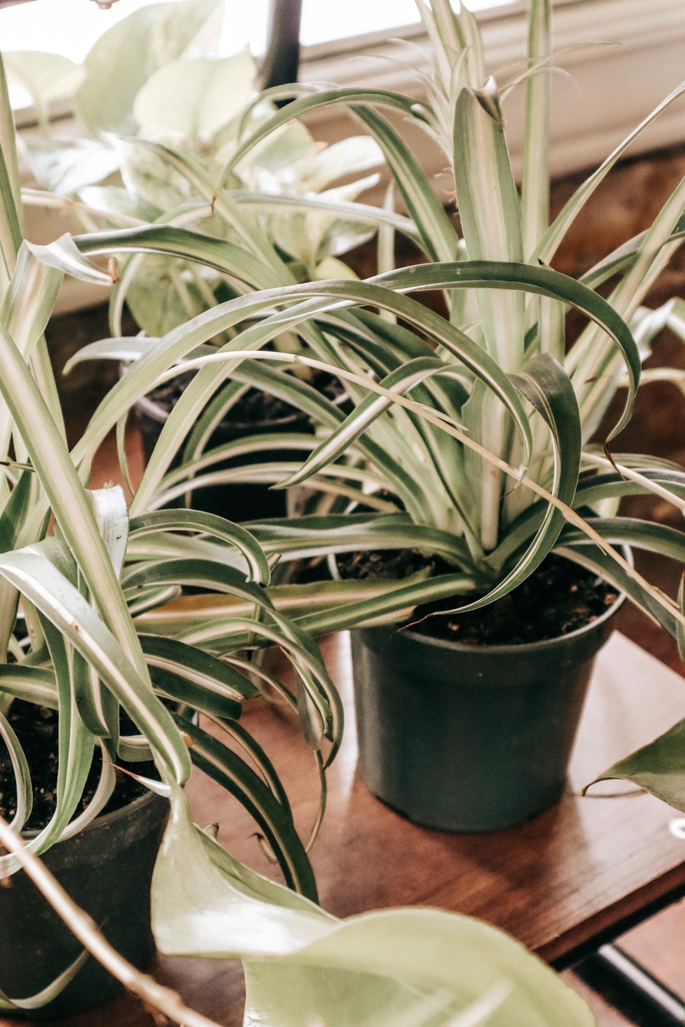 Spider Plant