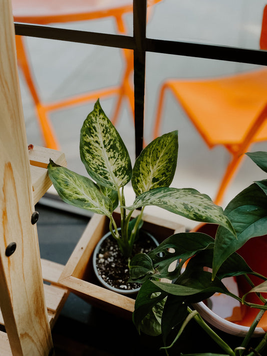 Planta Dieffenbachia - 4"
