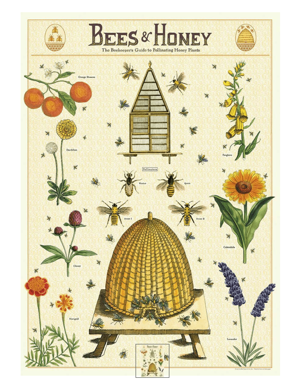Honey Bee: 20x28 Poster