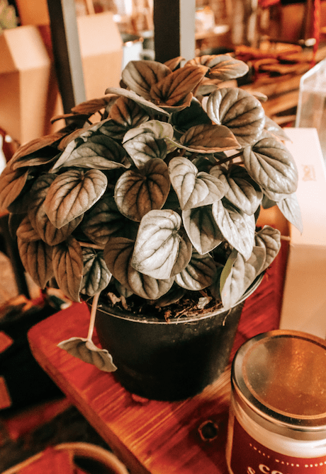 Planta de escarcha de peperomia