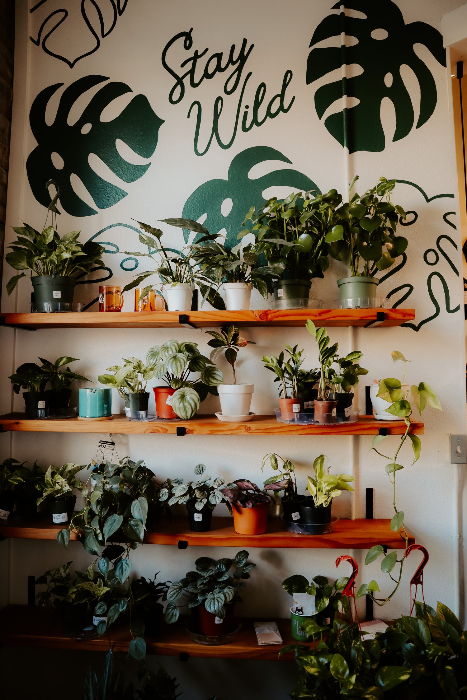 Local Plants