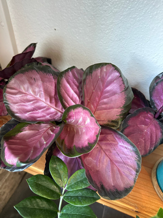 Calathea Rosy