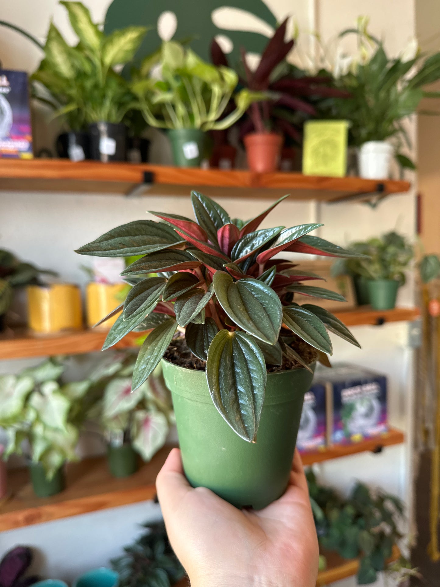 Pepperomia Rosso