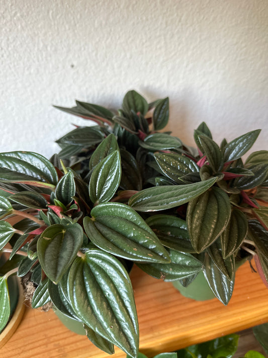 Pepperomia Rosso