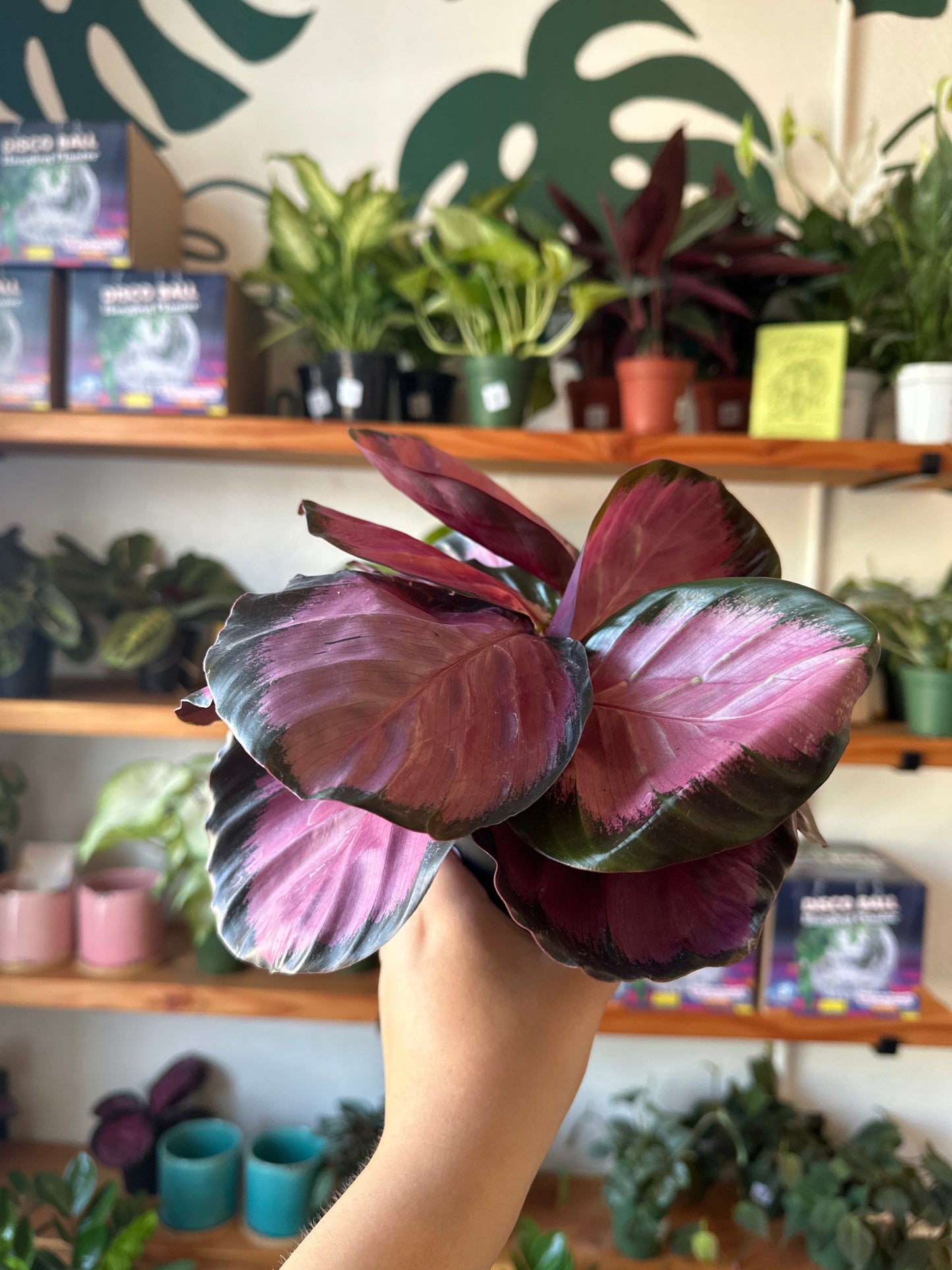 Calathea Rosy