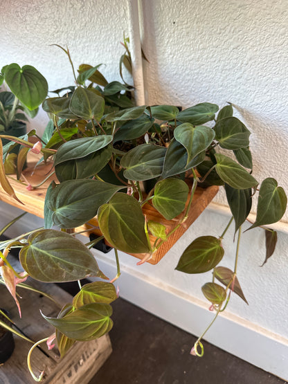 Philodendron Micans