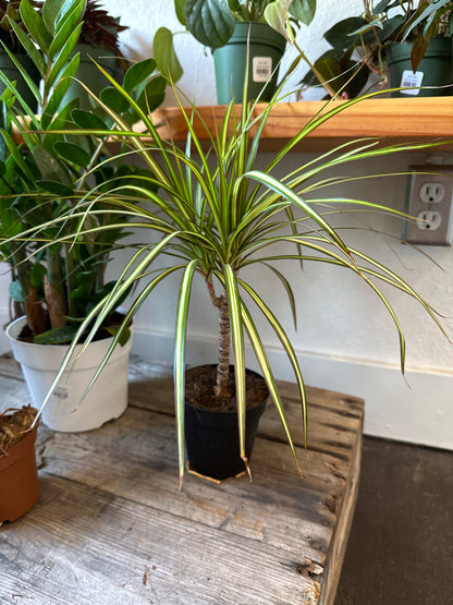 Dracaena Kiwi