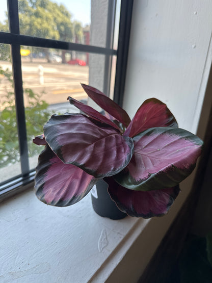 Calathea Rosy