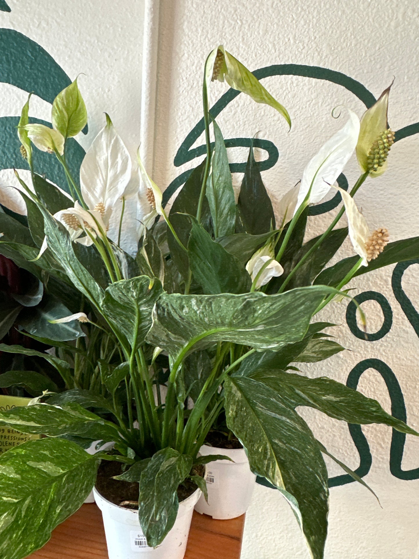 Spathiphyllum Domino