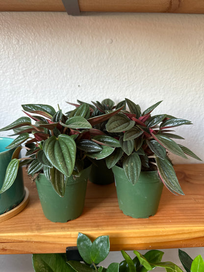 Pepperomia Rosso