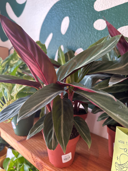 Calathea Sanguinea