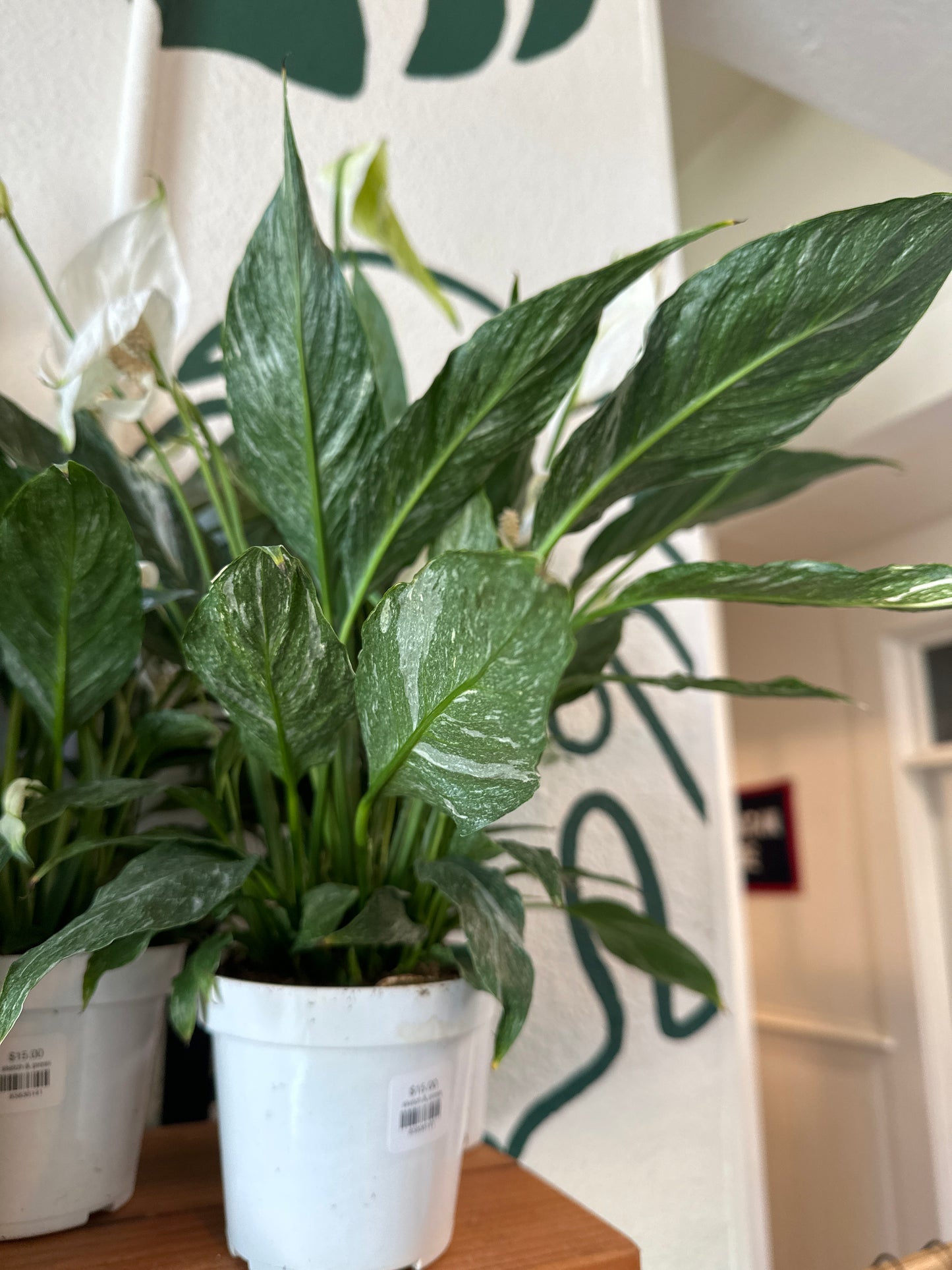 Spathiphyllum Domino