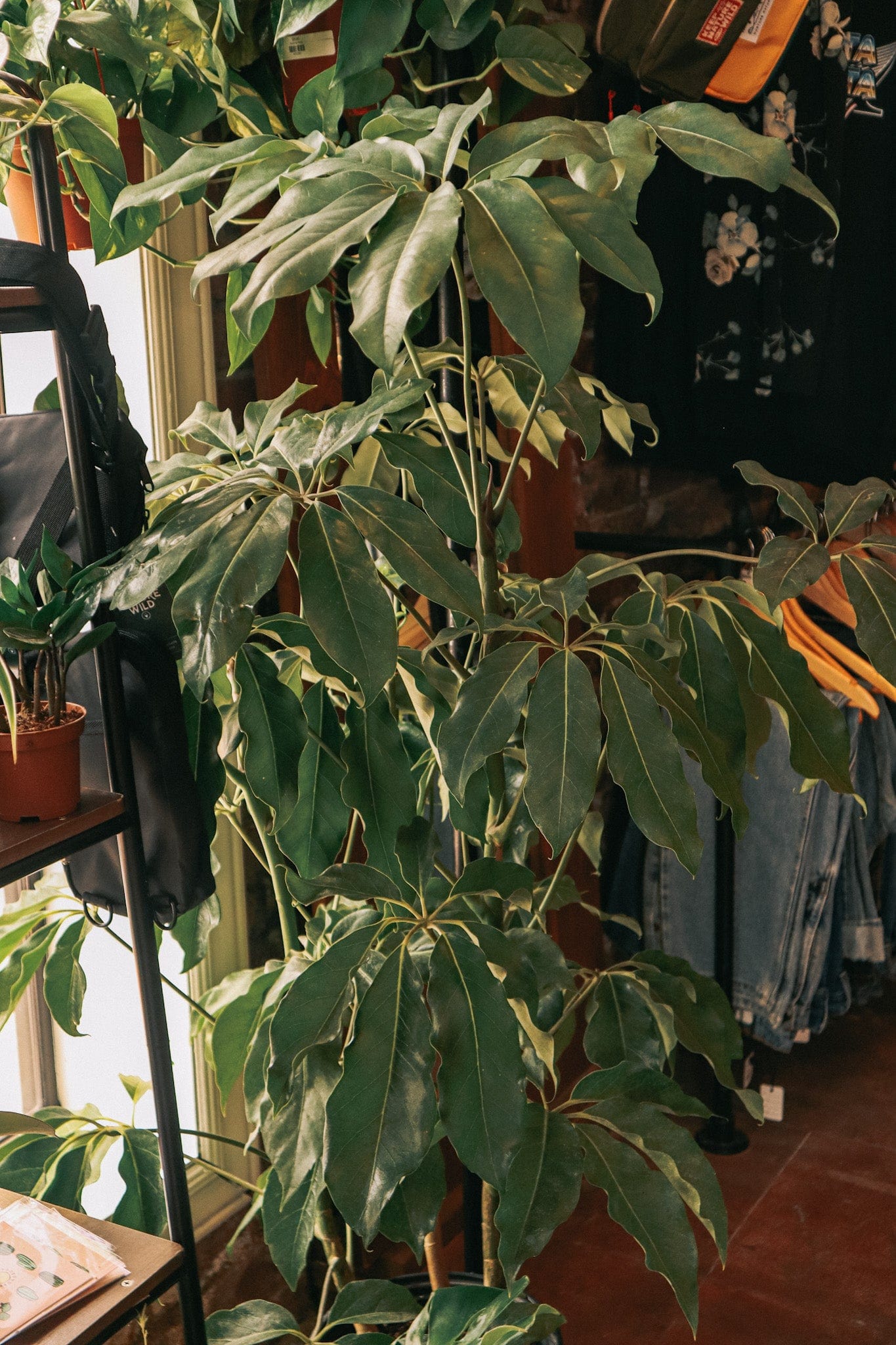 Schefflera Plant