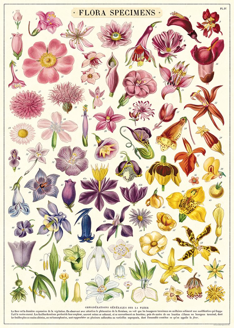 Flora Specimens Vintage Poster 20x28