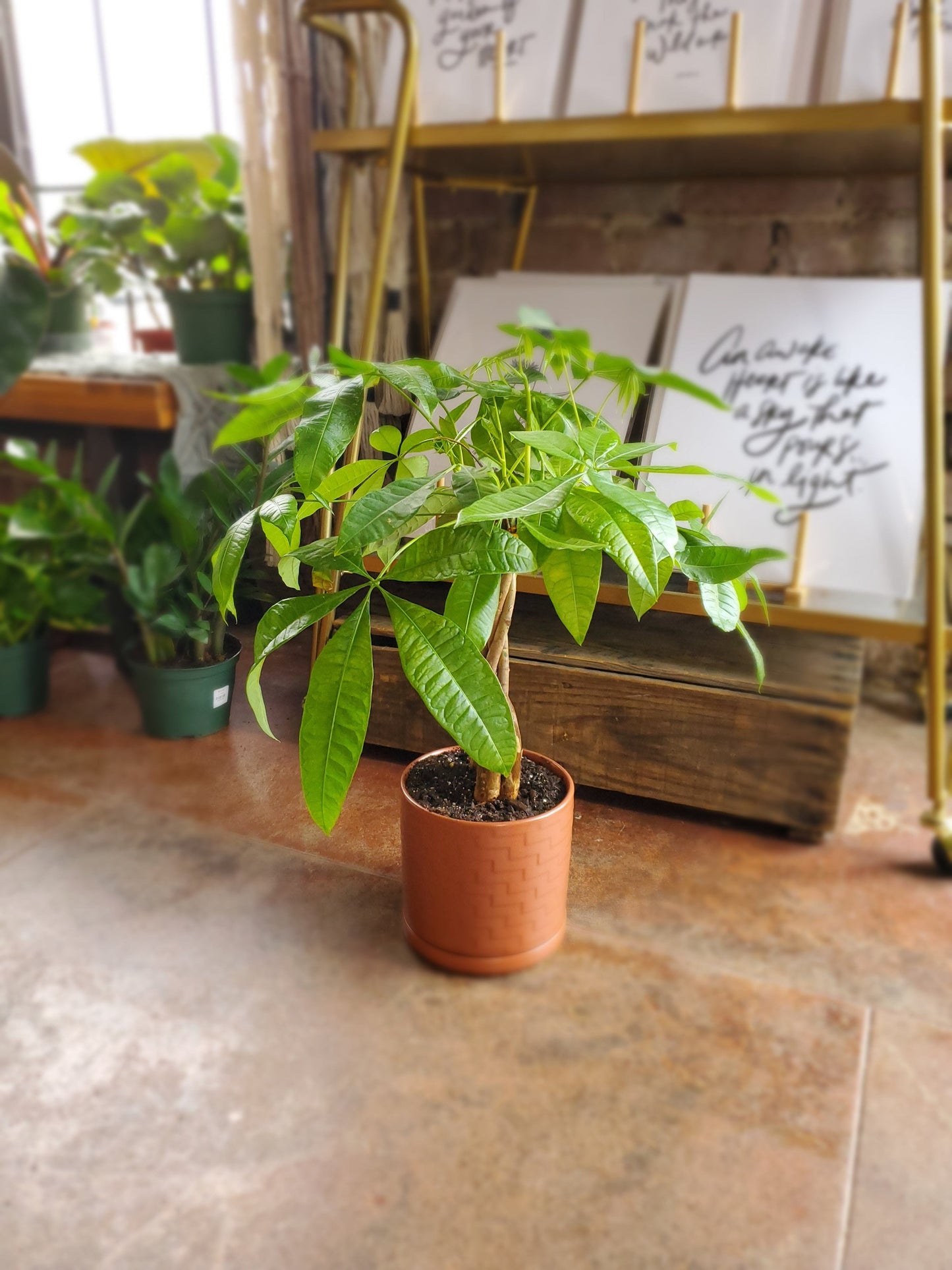 Money Tree Plant