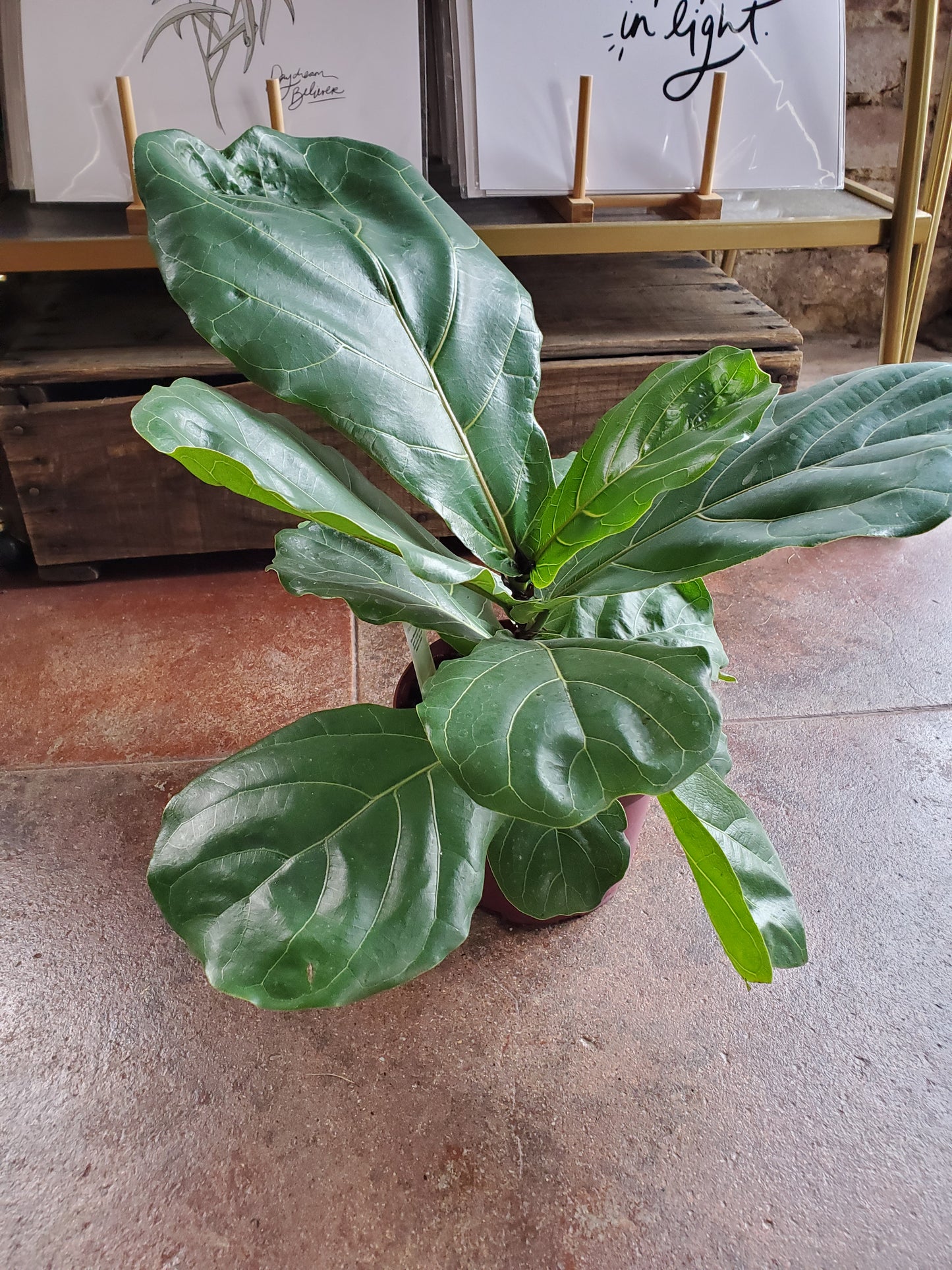 Ficus Lyrata (Fiddle Leaf Fig)