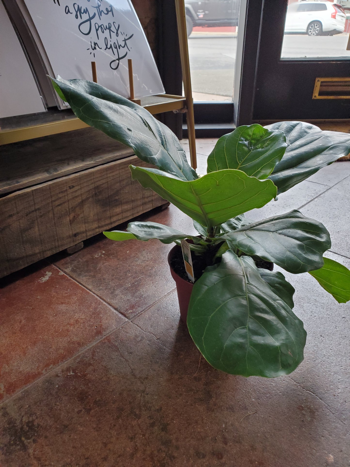 Ficus Lyrata (Fiddle Leaf Fig)