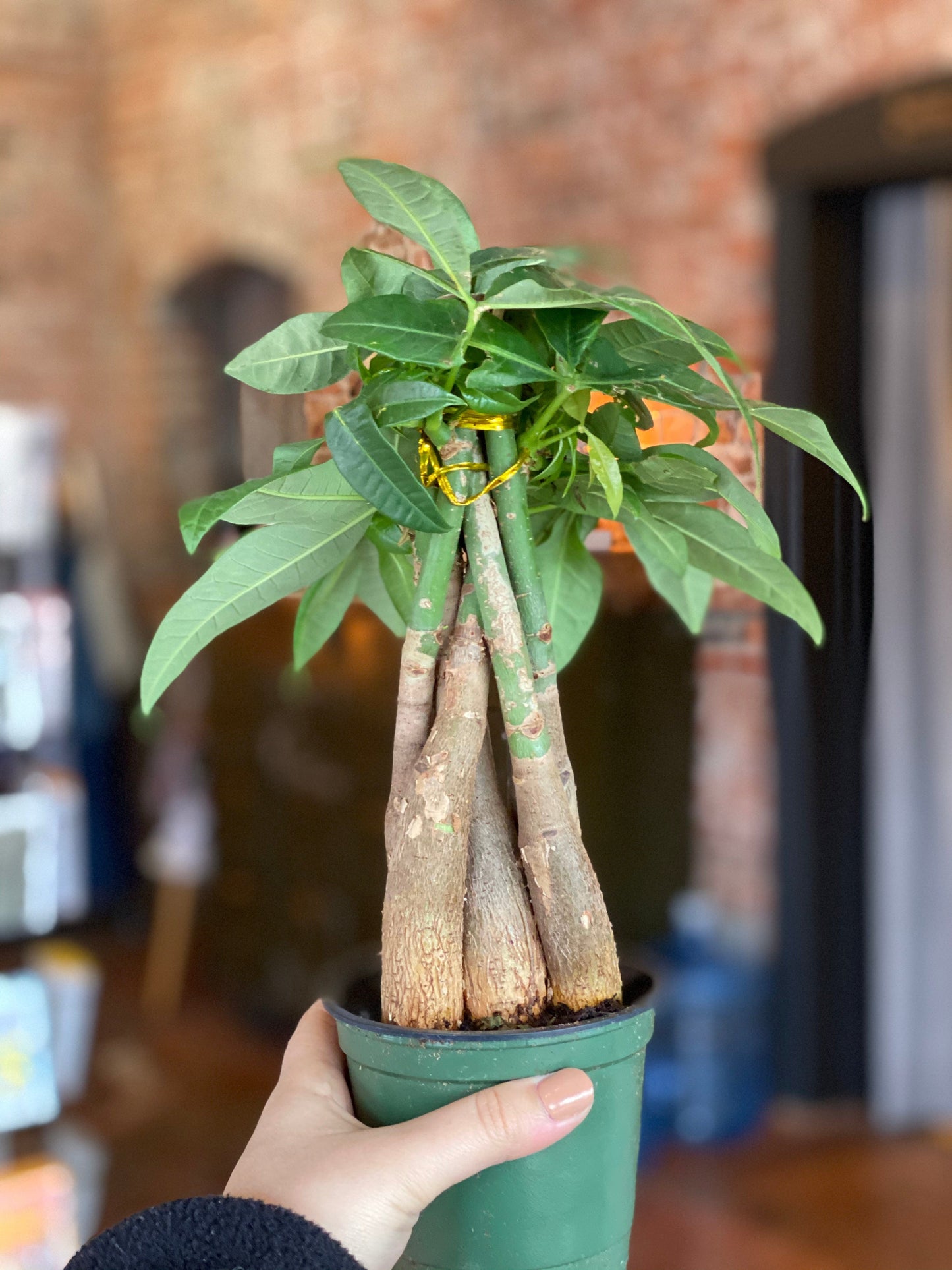 Money Tree Plant