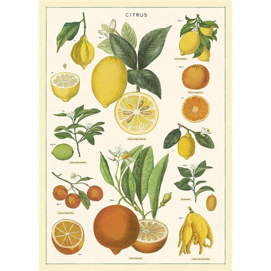 Citrus: 20x28 Poster
