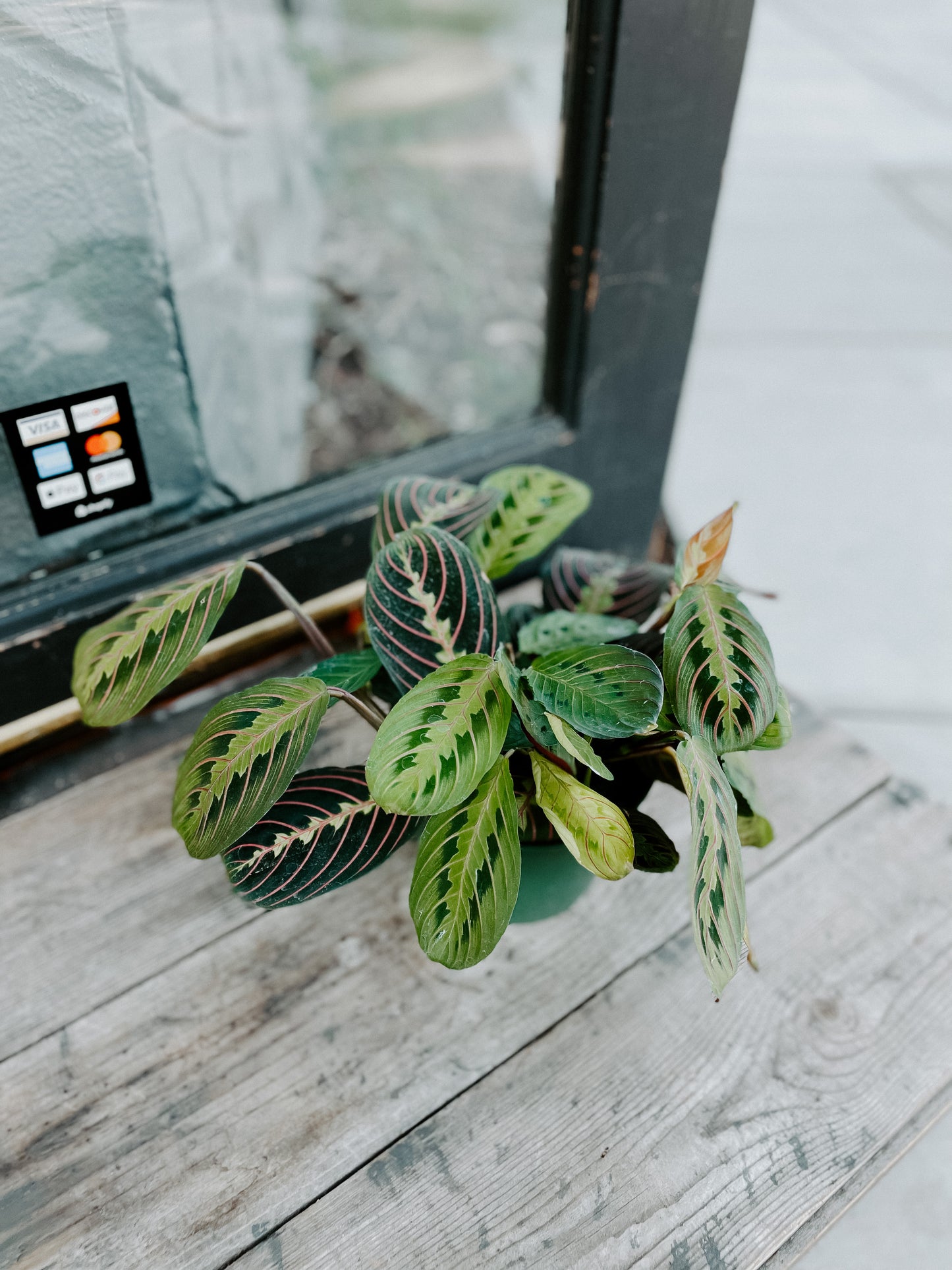 Prayer Plant