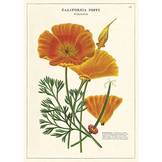 California Poppy: 20x28 Poster