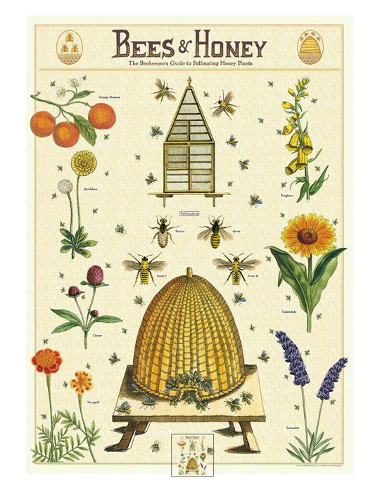 Honey Bee: 20x28 Poster