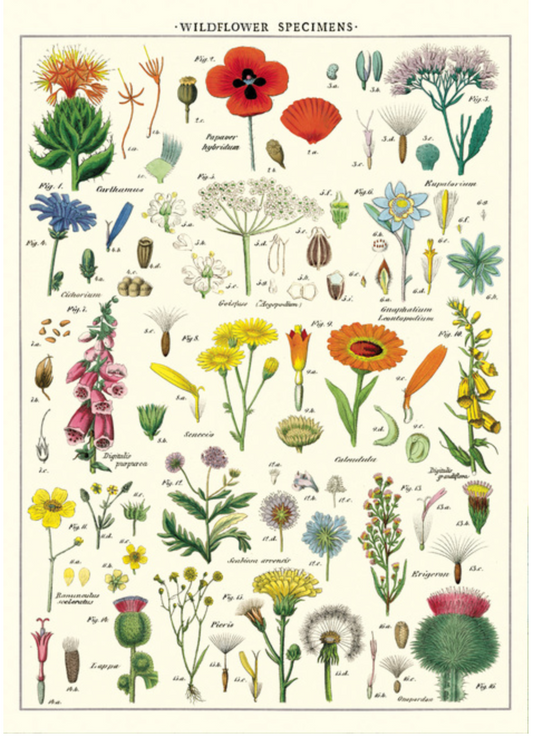 Wildflower: 20x28 Poster