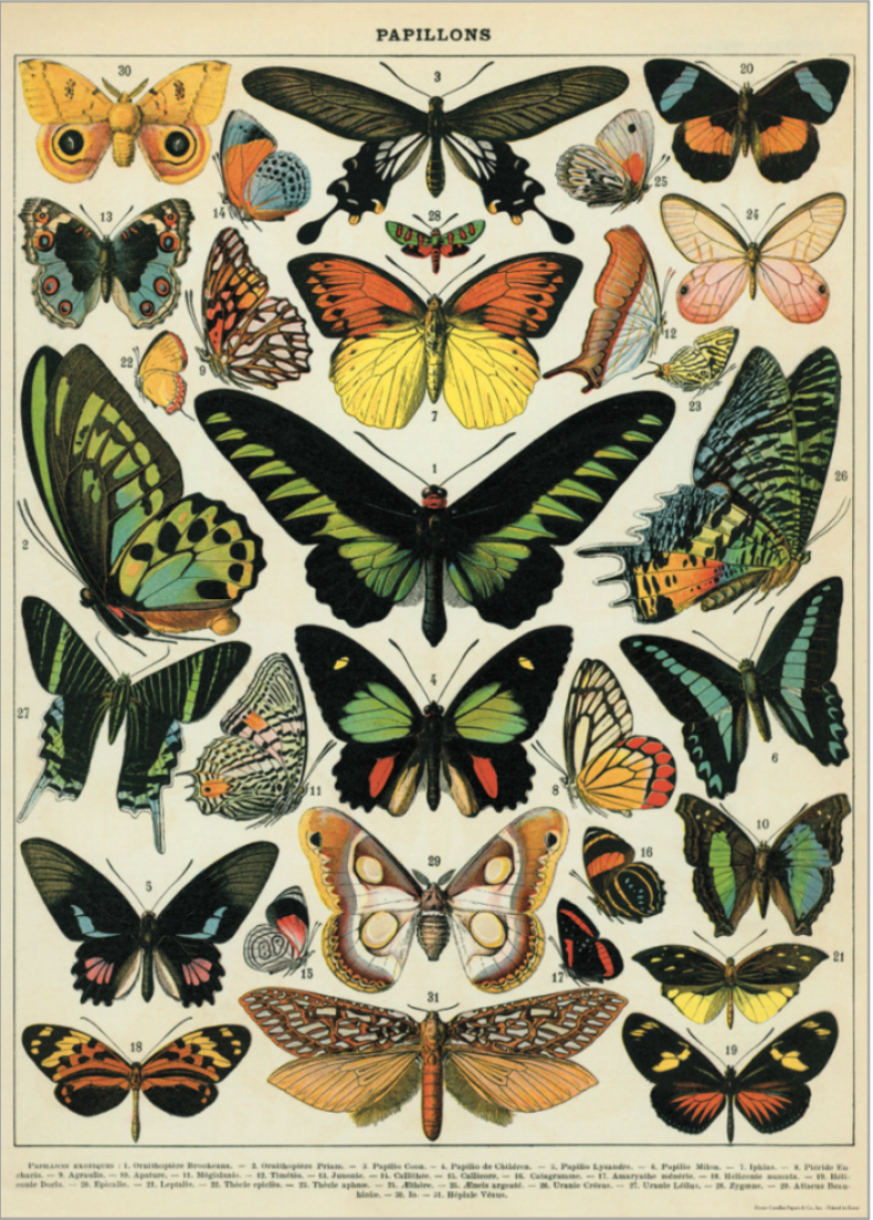 Butterfly: 20x28 Poster