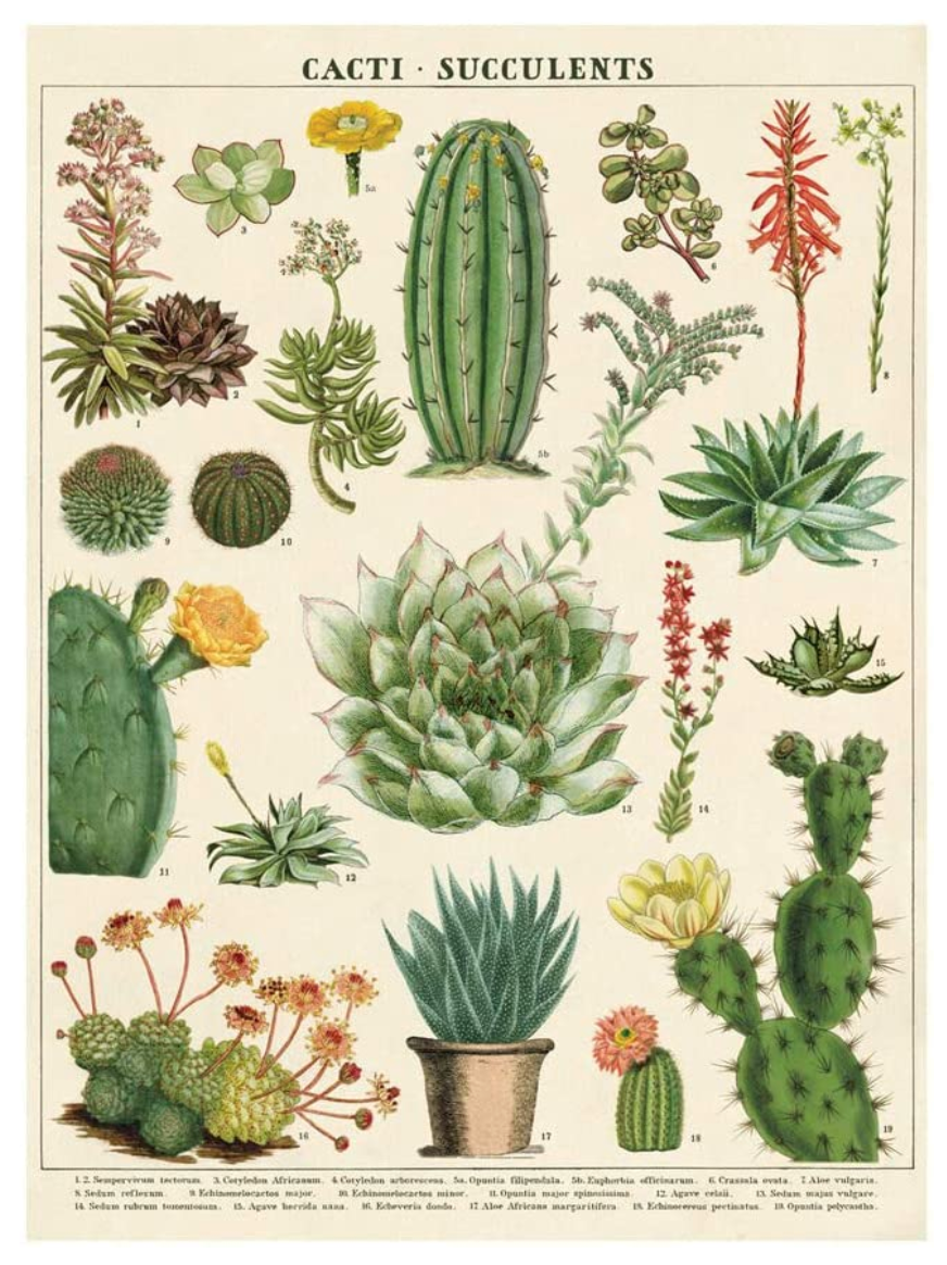 Cactus Suculentas: Póster 28x20 POS