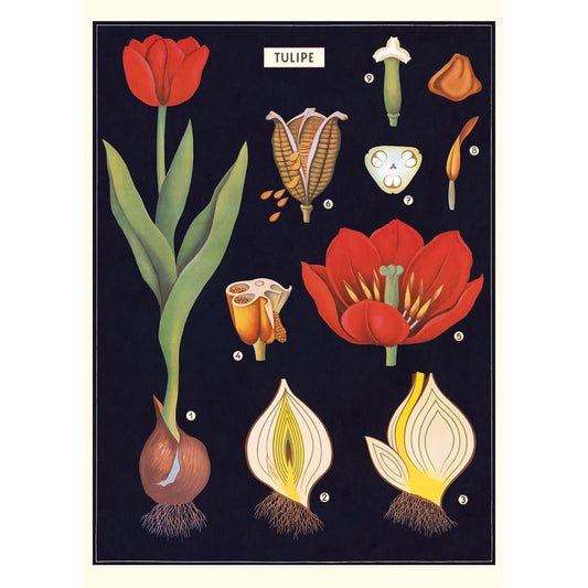 Tulips: 20x28 Poster