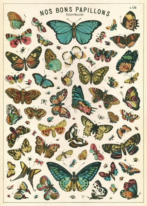 Butterfly Chart: 20x28