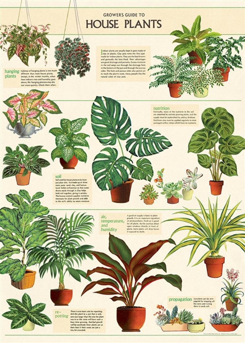 House Plants: 20x28 Poster