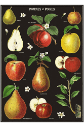 Apples and Pears: 20x28 Poster